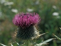 Cirsium eriophorum 50, Wollige distel, Saxifraga-Jan van der Straaten