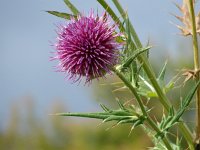 Cirsium eriophorum 8, Wollige distel, Saxifraga-Jasenka Topic