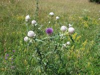 Cirsium eriophorum 9, Wollige distel, Saxifraga-Jasenka Topic