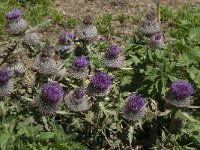 Cirsium eriophorum ssp eriophorum 18, Wollige distel, Saxifraga-Willem van Kruijsbergen