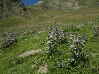 Cirsium eriophorum ssp eriophorum 19, Wollige distel, Saxifraga-Willem van Kruijsbergen