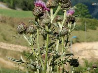 Cirsium eriophorum ssp eriophorum 2, Wollige distel, Saxifraga-Jan van der Straaten