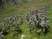 Cirsium eriophorum ssp eriophorum 20, Wollige distel, Saxifraga-Willem van Kruijsbergen