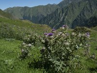 Cirsium eriophorum ssp eriophorum 21, Wollige distel, Saxifraga-Willem van Kruijsbergen