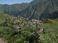 Cirsium eriophorum ssp eriophorum 22, Wollige distel, Saxifraga-Willem van Kruijsbergen