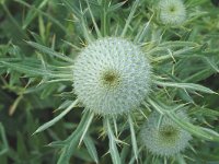 Cirsium eriophorum ssp eriophorum 3, Wollige distel, Saxifraga-Marijke Verhagen