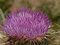 Cirsium eriophorum ssp eriophorum 4, Wollige distel, Saxifraga-Jan van der Straaten