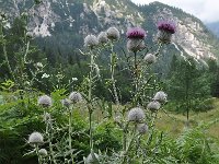 Cirsium eriophorum ssp eriophorum 45, Wollige distel, Saxifraga-Harry Jans