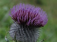 Cirsium eriophorum ssp eriophorum 46, Wollige distel, Saxifraga-Harry Jans