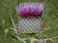 Cirsium eriophorum ssp eriophorum 6, Wollige distel, Saxifraga-Jan van der Straaten