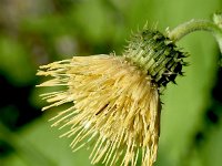 Cirsium erisithales 15, Bleekgele vederdistel, Saxifraga-Sonja Bouwman  Bleekgele vederdisel - Cirsium erisithales - Asteraceae familie; Val Sinestra (Zw)