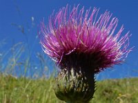 Cirsium heterophyllum 17, Saxifraga-Ed Stikvoort