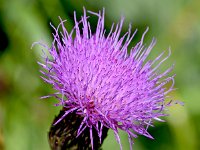 Cirsium heterophyllum 21, Saxifraga-Sonja Bouwman  Ongelijkbladige distel - Cirsium heterophyllum - Asteraceae familie; Kreuzbergpass (I)