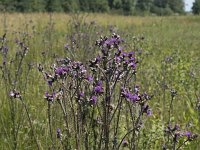 Cirsium palustre 53, Kale jonker, Saxifraga-Willem van Kruijsbergen