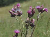 Cirsium palustre 1, Kale jonker, Saxifraga-Marijke Verhagen