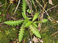 Cirsium palustre 10, Kale jonker, Saxifraga-Rudmer Zwerver