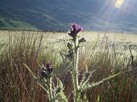 Cirsium palustre 11, Kale jonker, Saxifraga-Jeroen Willemsen