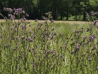 Cirsium palustre 12, Kale jonker, Saxifraga-Jan van der Straaten