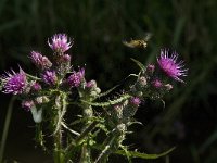 Cirsium palustre 13, Kale jonker, Saxifraga-Jan van der Straaten