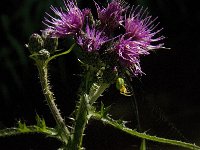 Cirsium palustre 14, Kale jonker, Saxifraga-Jan van der Straaten