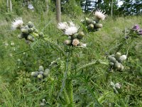 Cirsium palustre 15, Kale jonker, Saxifraga-Rutger Barendse