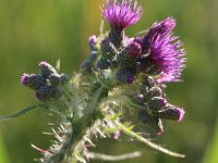 Cirsium palustre 17, Kale jonker, Saxifraga-Rutger Barendse