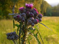 Cirsium palustre 18, Kale jonker, Saxifraga-Ed Stikvoort