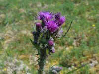 Cirsium palustre 19, Kale jonker, Saxifraga-Ed Stikvoort