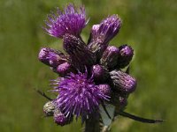 Cirsium palustre 2, Kale jonker, Saxifraga-Marijke Verhagen