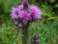 Cirsium palustre 20, Kale jonker, Saxifraga-Ed Stikvoort