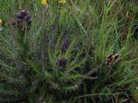 Cirsium palustre 21, Kale jonker, Saxifraga-Hans Boll