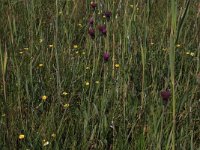 Cirsium palustre 22, Kale jonker, Saxifraga-Hans Boll