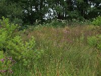 Cirsium palustre 27, Kale jonker, Saxifraga-Hans Boll