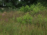 Cirsium palustre 28, Kale jonker, Saxifraga-Hans Boll