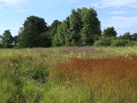 Cirsium palustre 29, Kale jonker, Saxifraga-Hans Boll