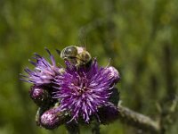 Cirsium palustre 3, Kale jonker, Saxifraga-Marijke Verhagen