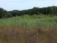 Cirsium palustre 32, Kale jonker, Saxifraga-Hans Boll