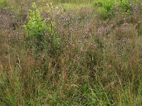 Cirsium palustre 36, Kale jonker, Saxifraga-Hans Boll