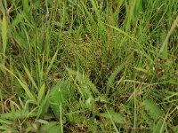 Cirsium palustre 38, Kale jonker, Saxifraga-Hans Boll