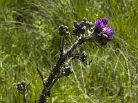 Cirsium palustre 4, Kale jonker, Saxifraga-Jan van der Straaten