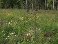 Cirsium palustre 43, Kale jonker, Saxifraga-Hans Boll