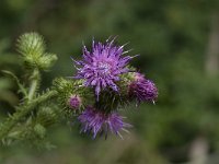 Cirsium palustre 44, Kale jonker, Saxifraga-Jan van der Straaten