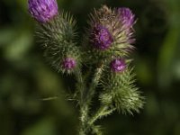 Cirsium palustre 45, Kale jonker, Saxifraga-Jan van der Straaten