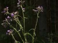 Cirsium palustre 46, Kale jonker, Saxifraga-Jan van der Straaten