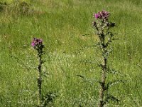 Cirsium palustre 47, Kale jonker, Saxifraga-Ed Stikvoort