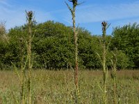 Cirsium palustre 48, Kale jonker, Saxifraga-Ed Stikvoort