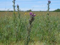 Cirsium palustre 49, Kale jonker, Saxifraga-Ed Stikvoort