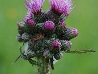 Cirsium palustre 5, Kale jonker, Saxifraga-Willem van Kruijsbergen