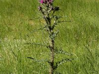 Cirsium palustre 50, Kale jonker, Saxifraga-Ed Stikvoort