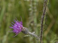 Cirsium palustre 52, Kale jonker, Saxifraga-Willem van Kruijsbergen